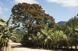 Rundreisen nach São Tomé und Príncipe – die Kakaoinseln im Atlantischen Ozean vom Rundreise Spezialisten